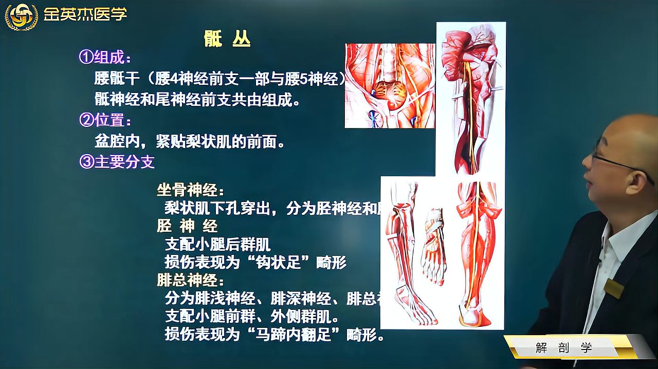 [图]解剖学09神经系统02周围神经系统02骶丛的组成、位置,主要分支