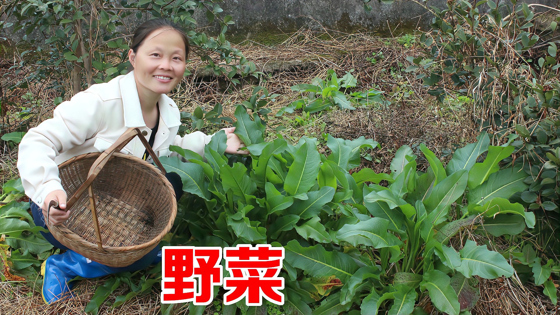 [图]大家认识这野菜吗？听说猪都不爱吃，香香却挖来炒辣椒，真美味