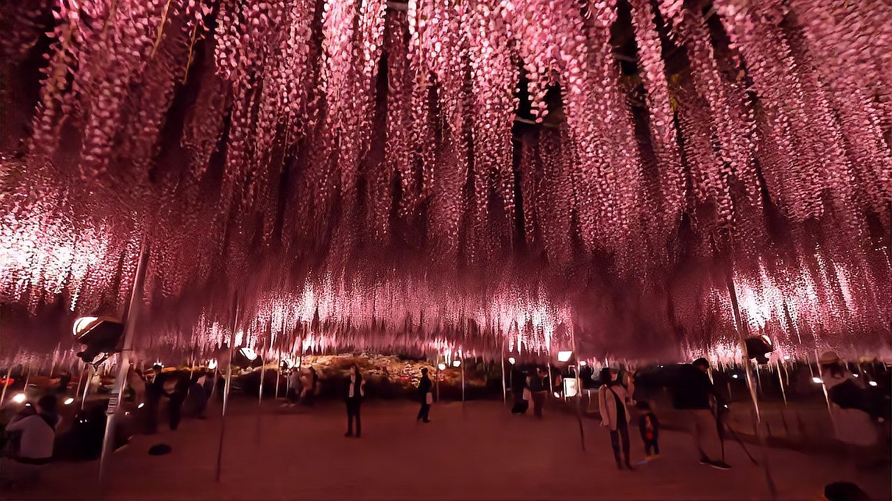 [图]世界上最美丽的紫藤花园