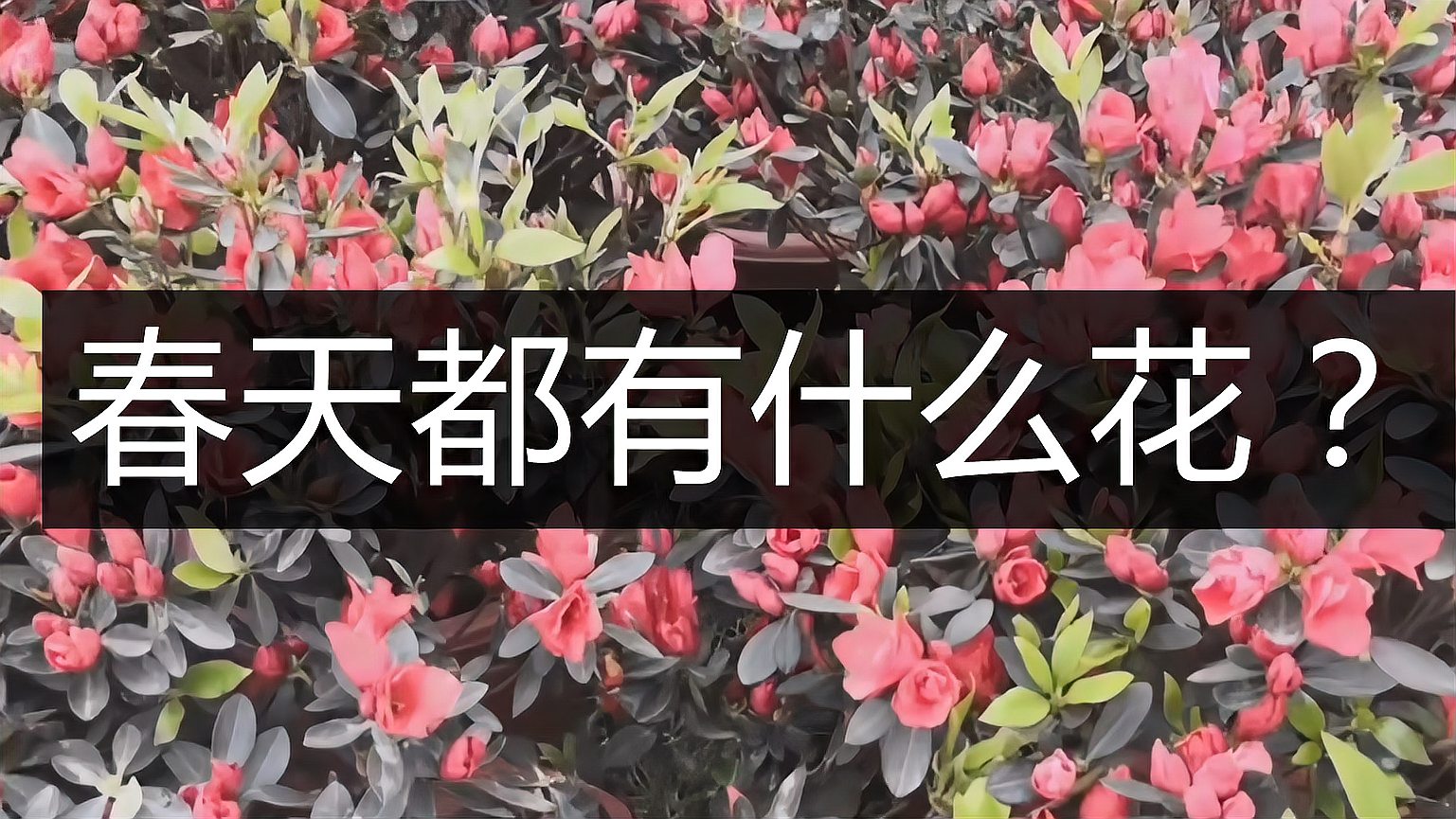 [图]春天都有哪些常见的花?