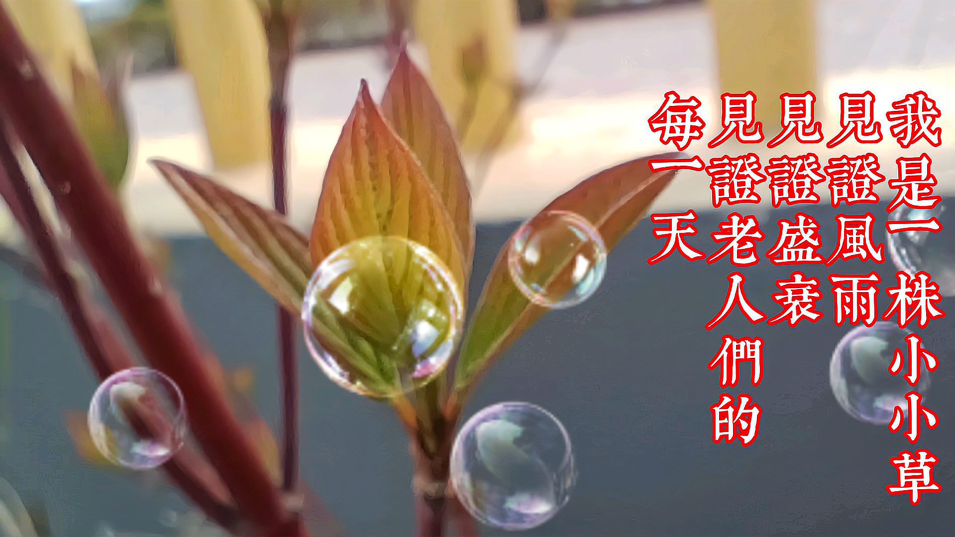 [图]临水照花,花入祥康。樱桃李子,果果相连