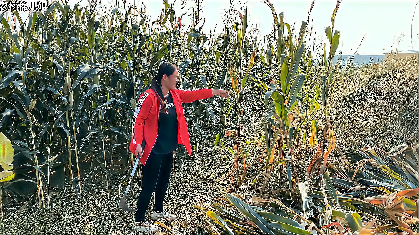 [图]小媳妇去玉米地里干活儿，坟地边突然传来响声，走近一看瞬间懵了