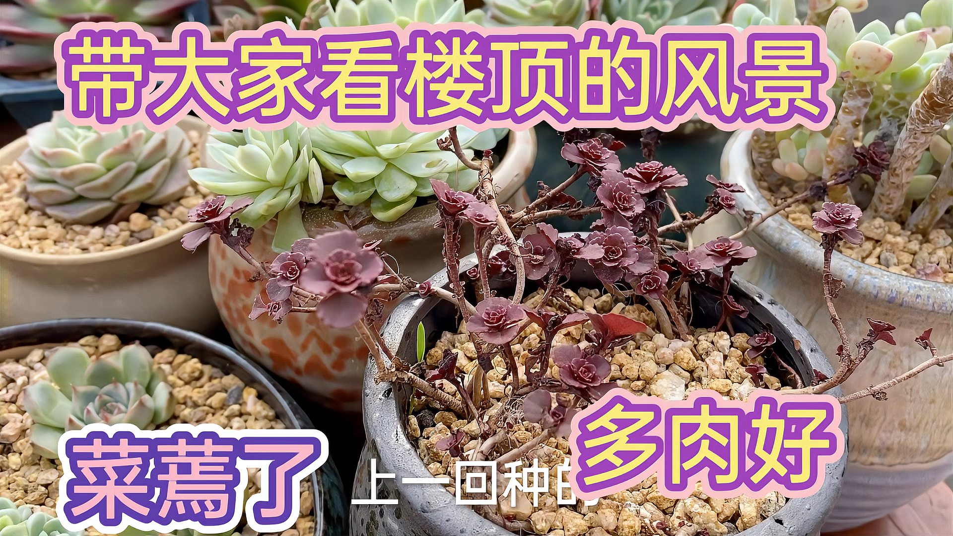 [图]工作忙没有给楼顶花草浇水,菜都蔫了多肉长得好,带大家看看!