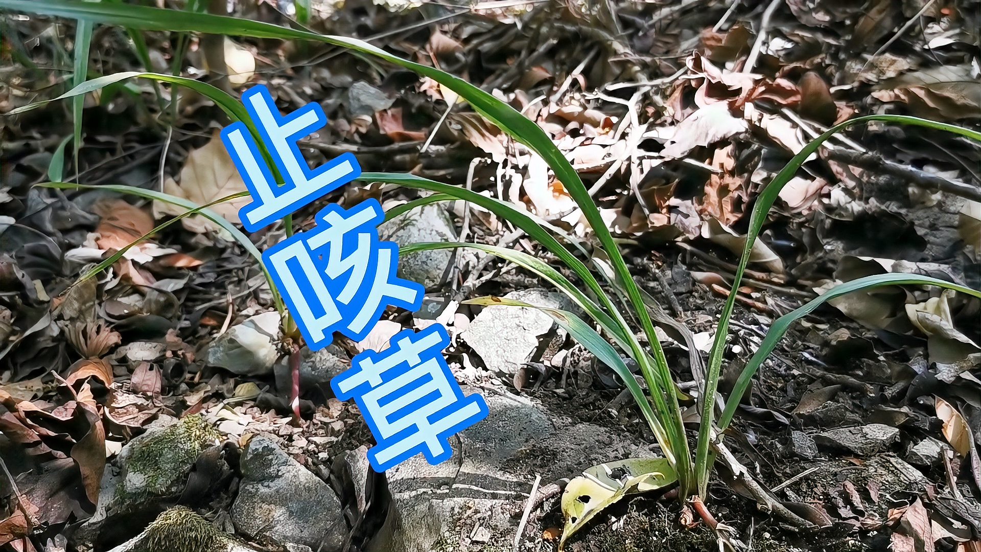 [图]传说能给人们带来吉祥的止咳草，老百姓用来蒸蜂蜜吃的，你知道吗