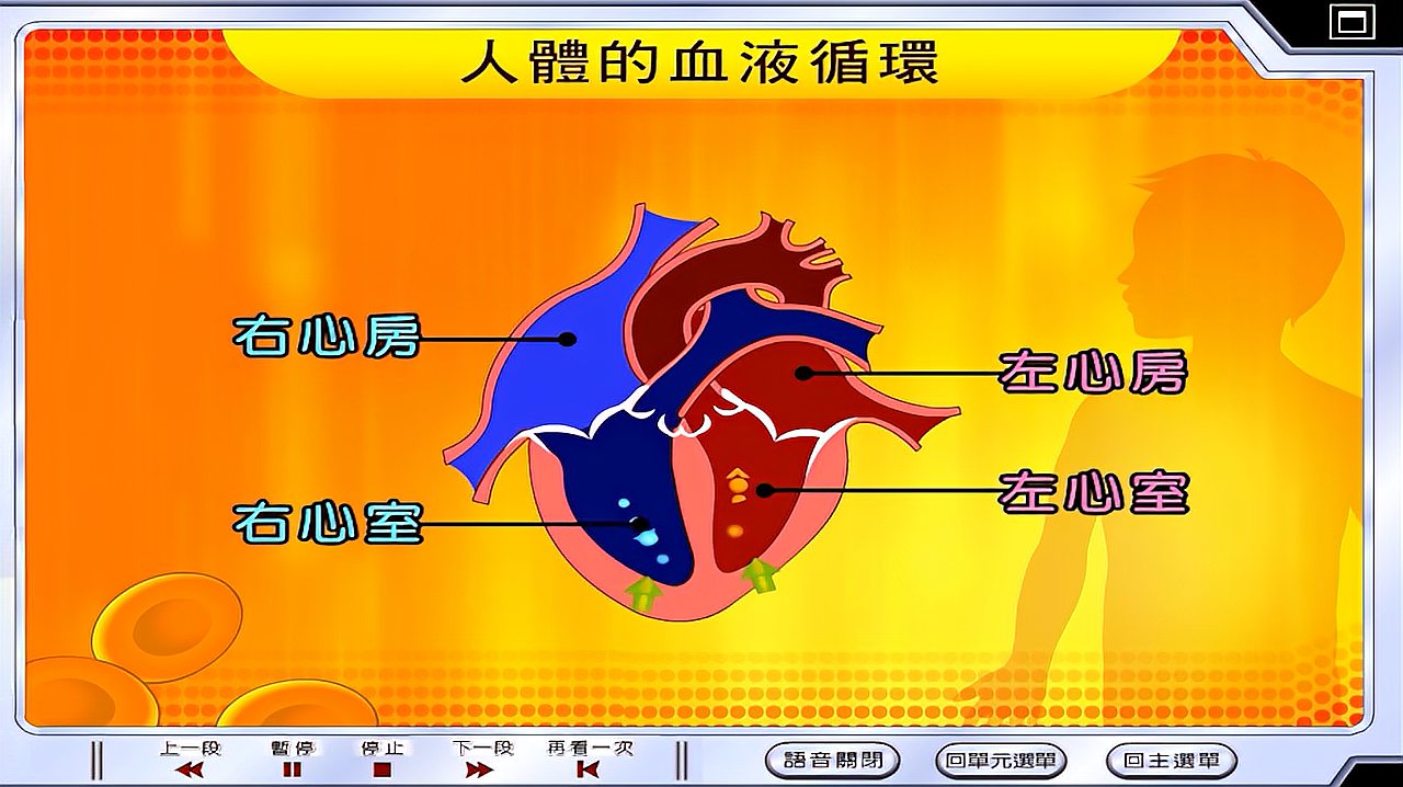 [图]人体的血液循环路径