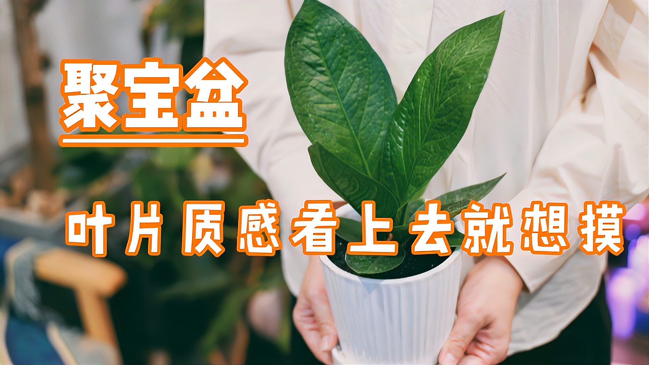 [图]聚宝盆，高颜值的植物你也一定会养护好