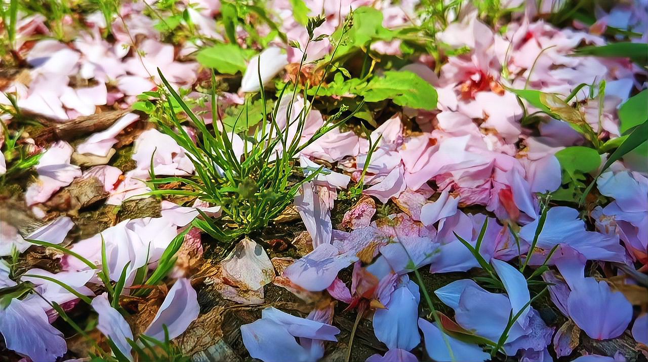 [图]樱花飘落一地,如同薄纱,点缀了草坪,不忍踩之