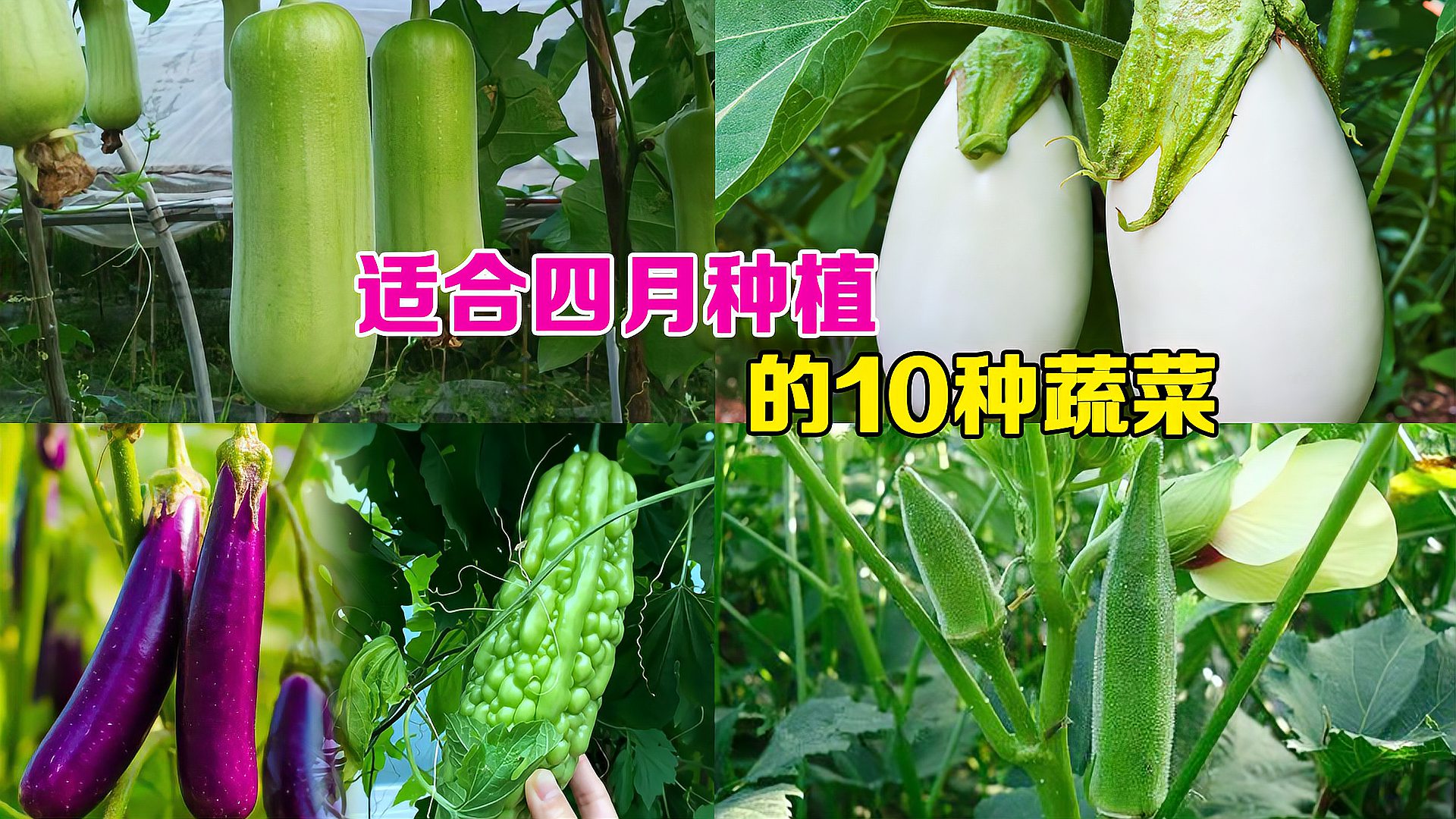 [图]4月可以种植的蔬菜有哪些？推荐这10种蔬菜，可以一直采收到秋天