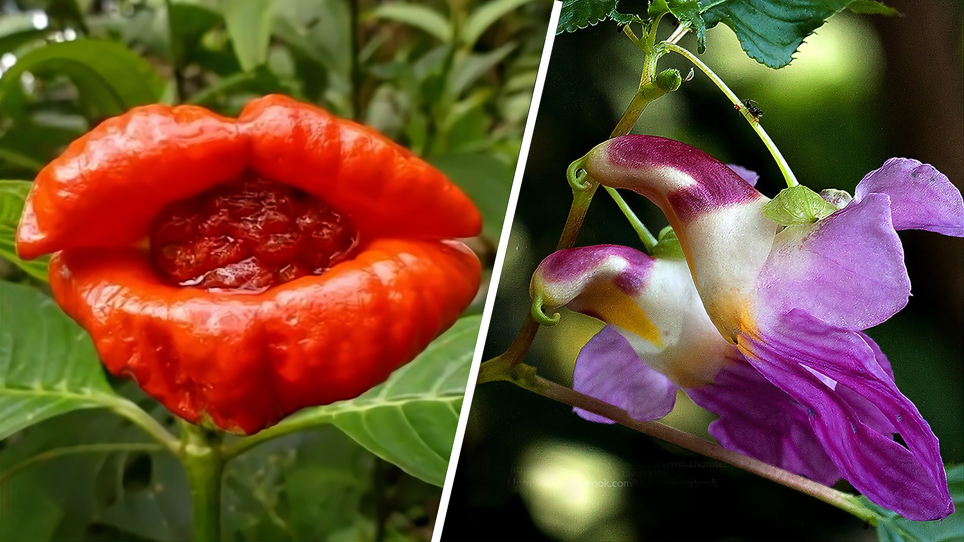 [图]4种十分奇特的花朵,造型千奇百怪,大自然真神奇