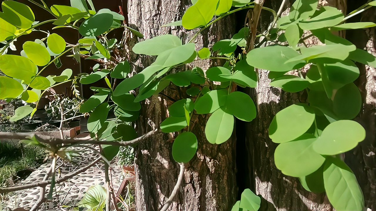 [图]简直是奇迹，没有树根的槐树不仅活了三年，今年还开花了