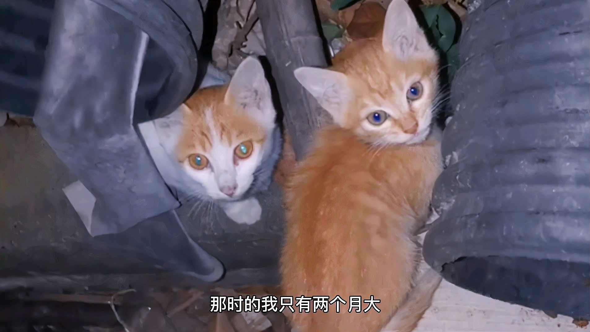 [图]一个关于流浪猫的故事,如果爱请善待,如果不爱请不要伤害