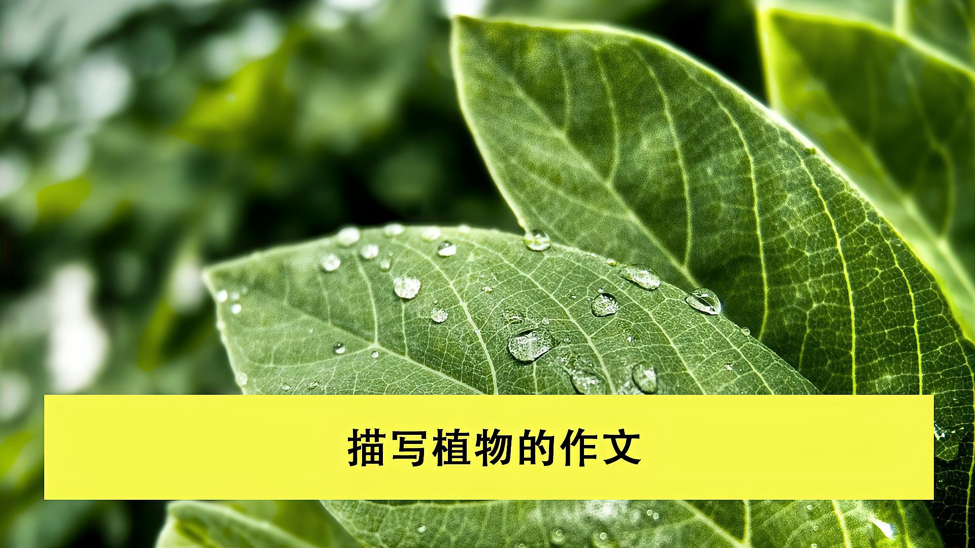 [图]小学写作技巧:描写植物的实用技巧,快为孩子收藏