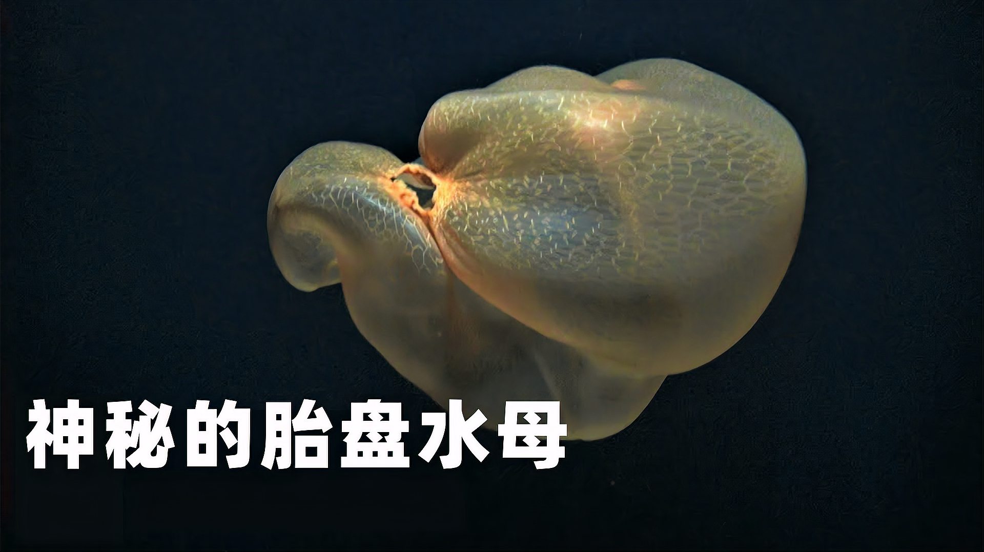 [图]世界上最神奇的海洋生物，和胎盘一样的水母，你见过吗？