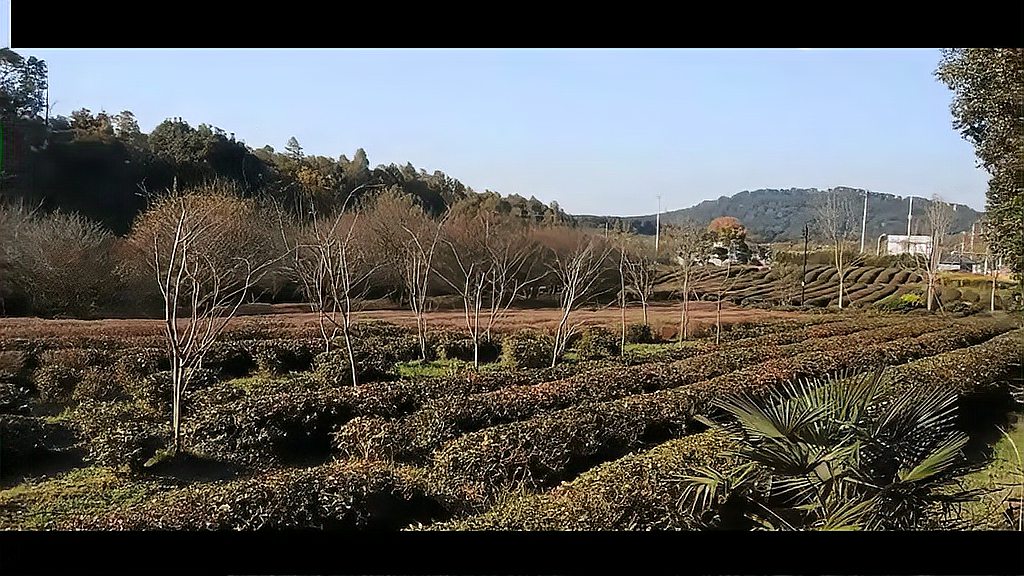 [图]陈百强《烟雨凄迷》。劲歌金曲犹在,世间再无陈百强