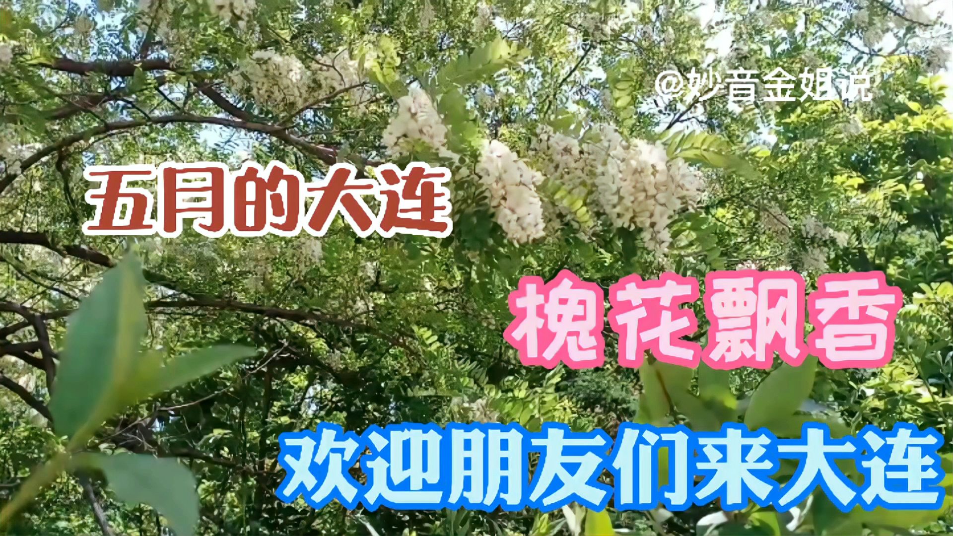 [图]5月的大连槐花飘香 ,欢迎远方的朋友,快来大连赏槐看海吧!