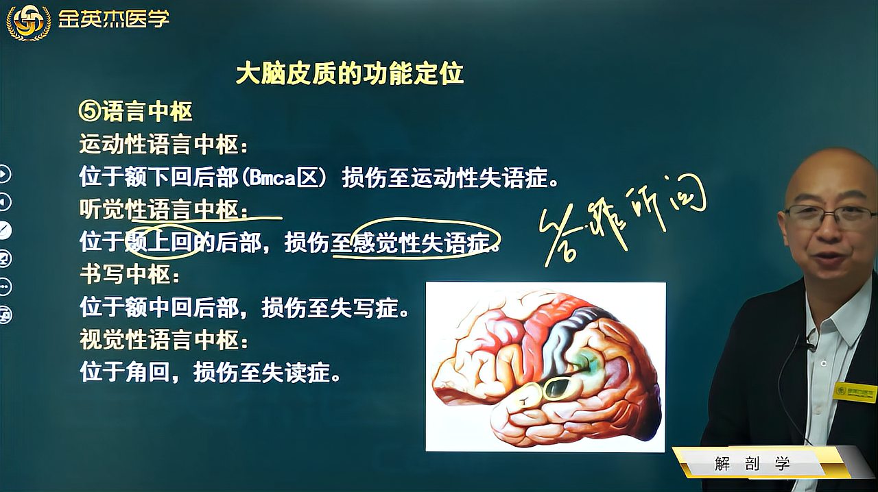 [图]端脑02大脑皮质功能定位:运动、躯体感觉、视区、听区、语言中枢