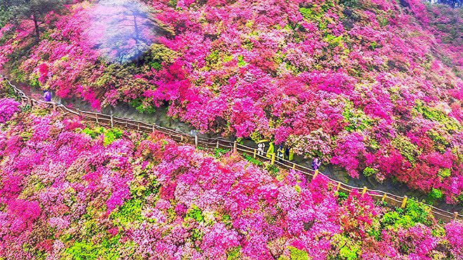 [图]云雾山杜鹃花竞相开放,冒雨航拍不畏炸机,岂能错过这场美丽盛宴