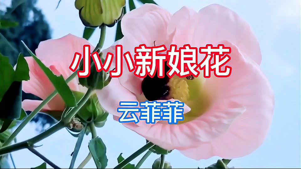 [图]《小小新娘花》 演唱:云菲菲