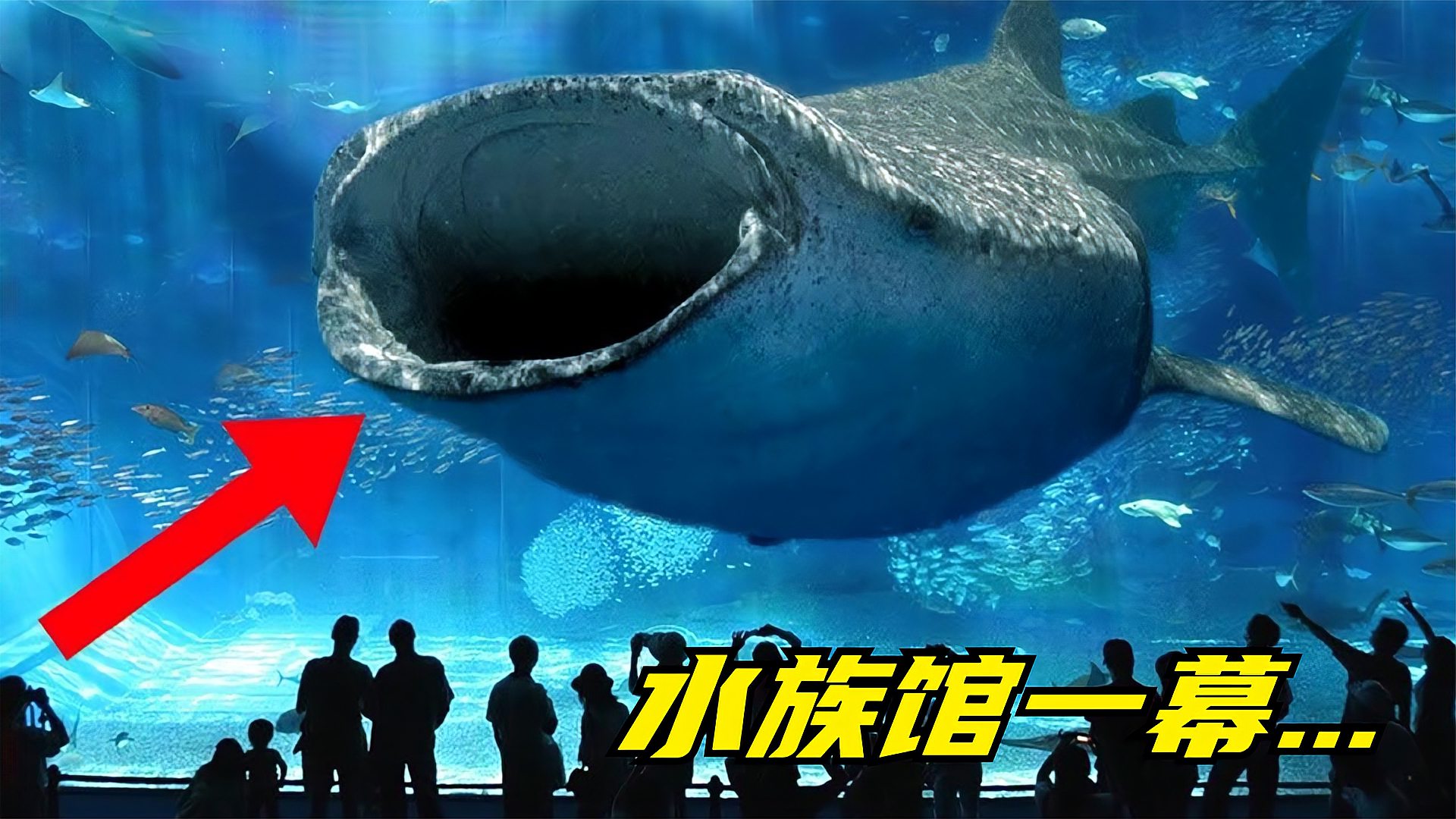 [图]5个世界闻名的水族馆,到水族馆中看到一张大嘴贴近你会害怕吗?