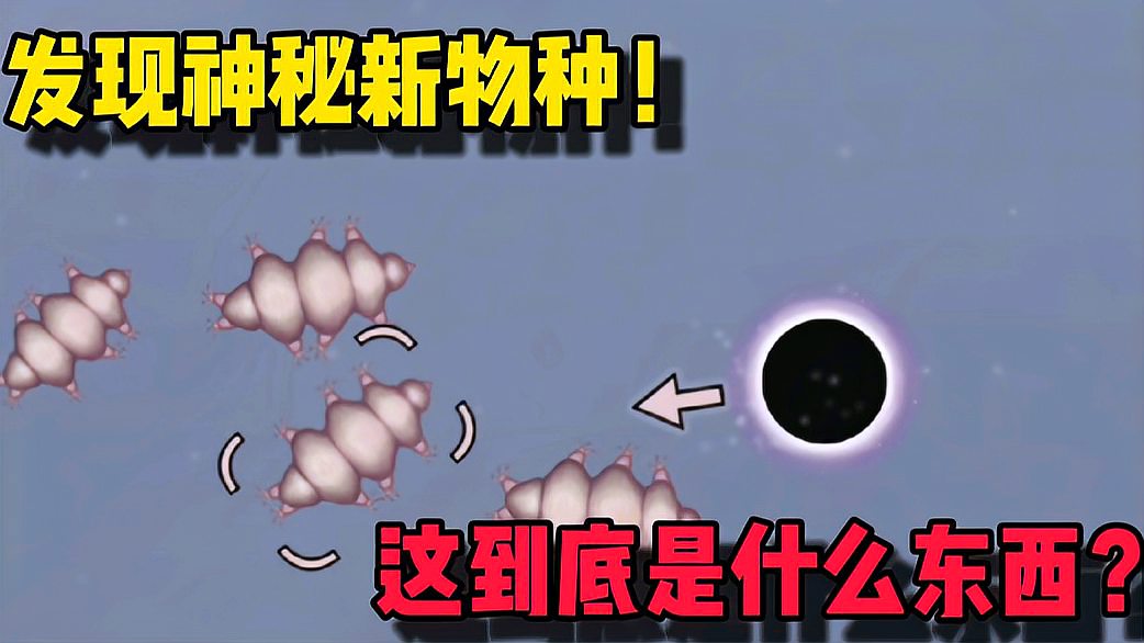 [图]美味星球:发现神秘新物种,这到底是什么东西?