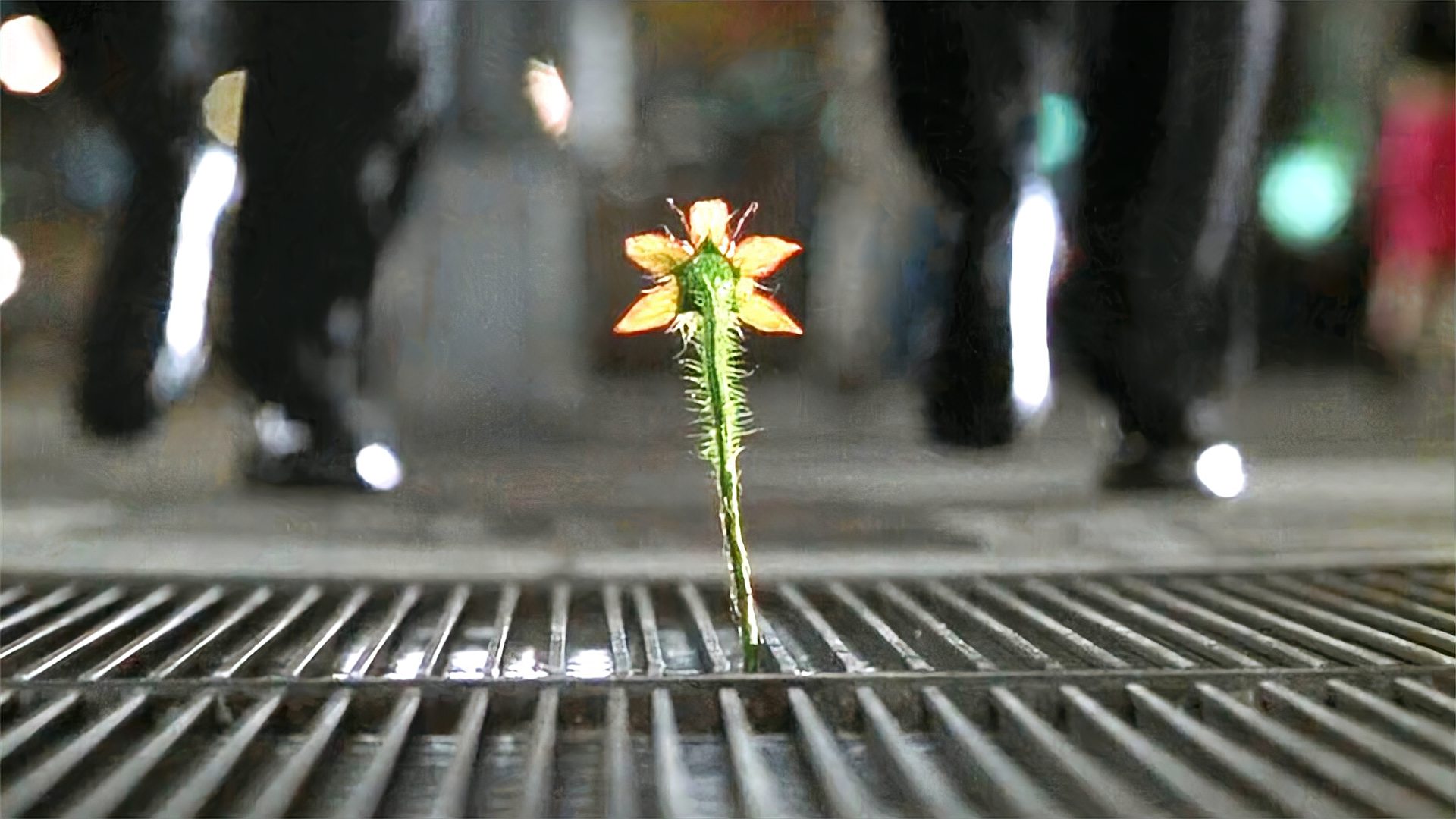 [图]科幻片：下水道有一株野花，特工非要去抓，马上钻出几十吨重怪兽