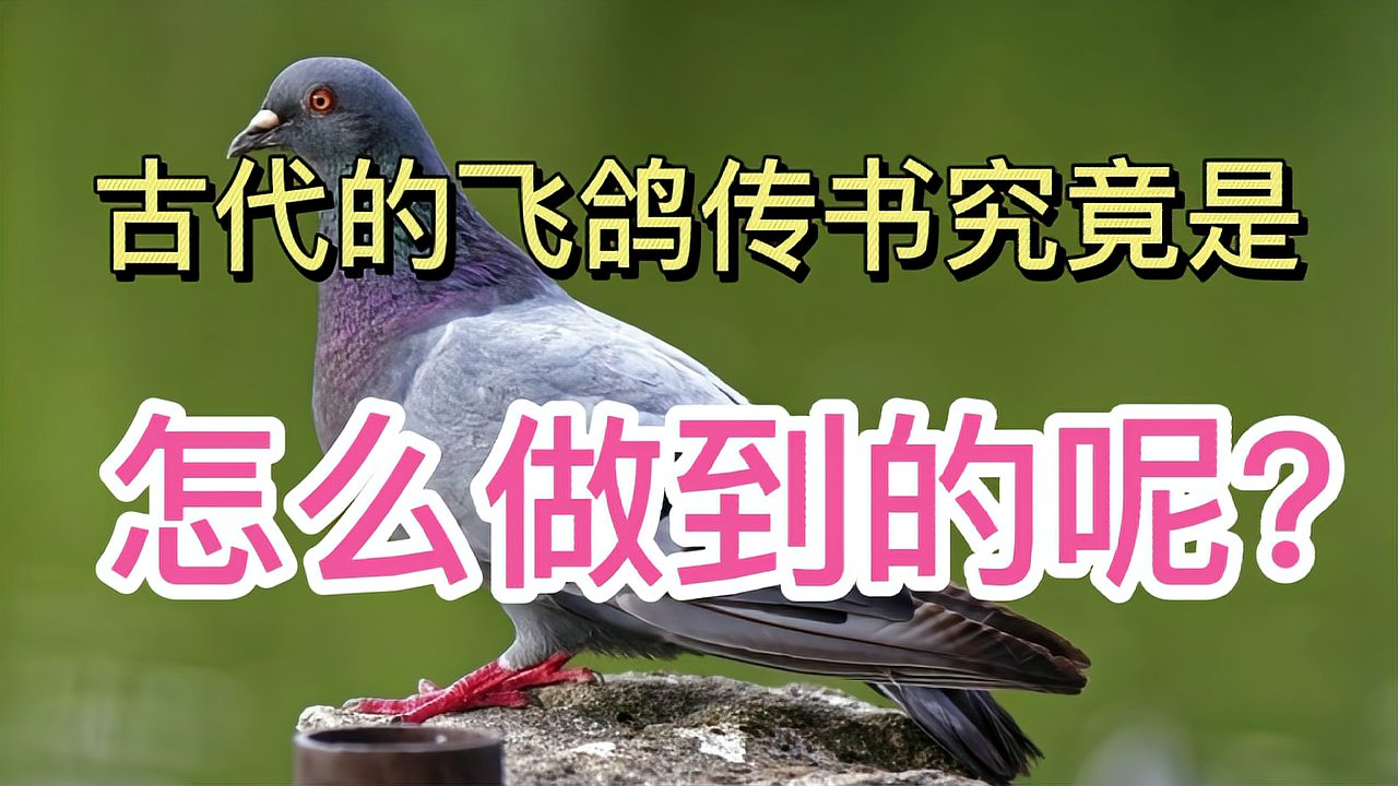 [图]古代的飞鸽传书究竟是怎么做到的呢?