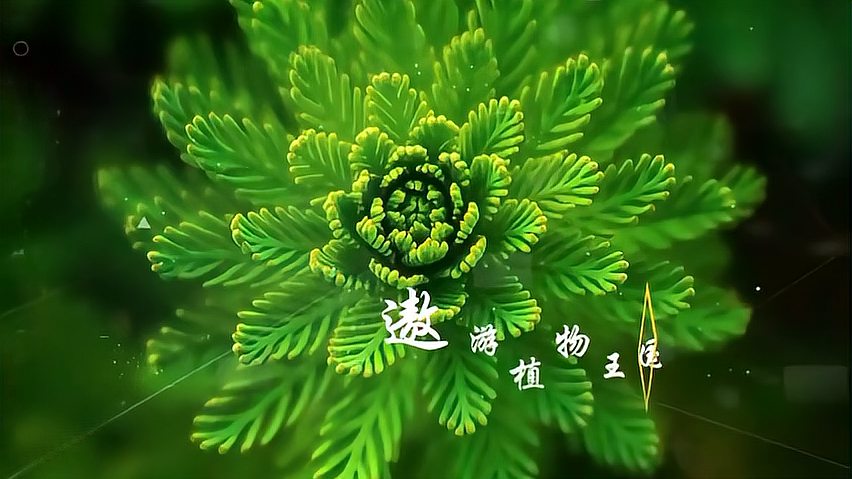 [图]中医药学基础：药用植物是怎么命名的？