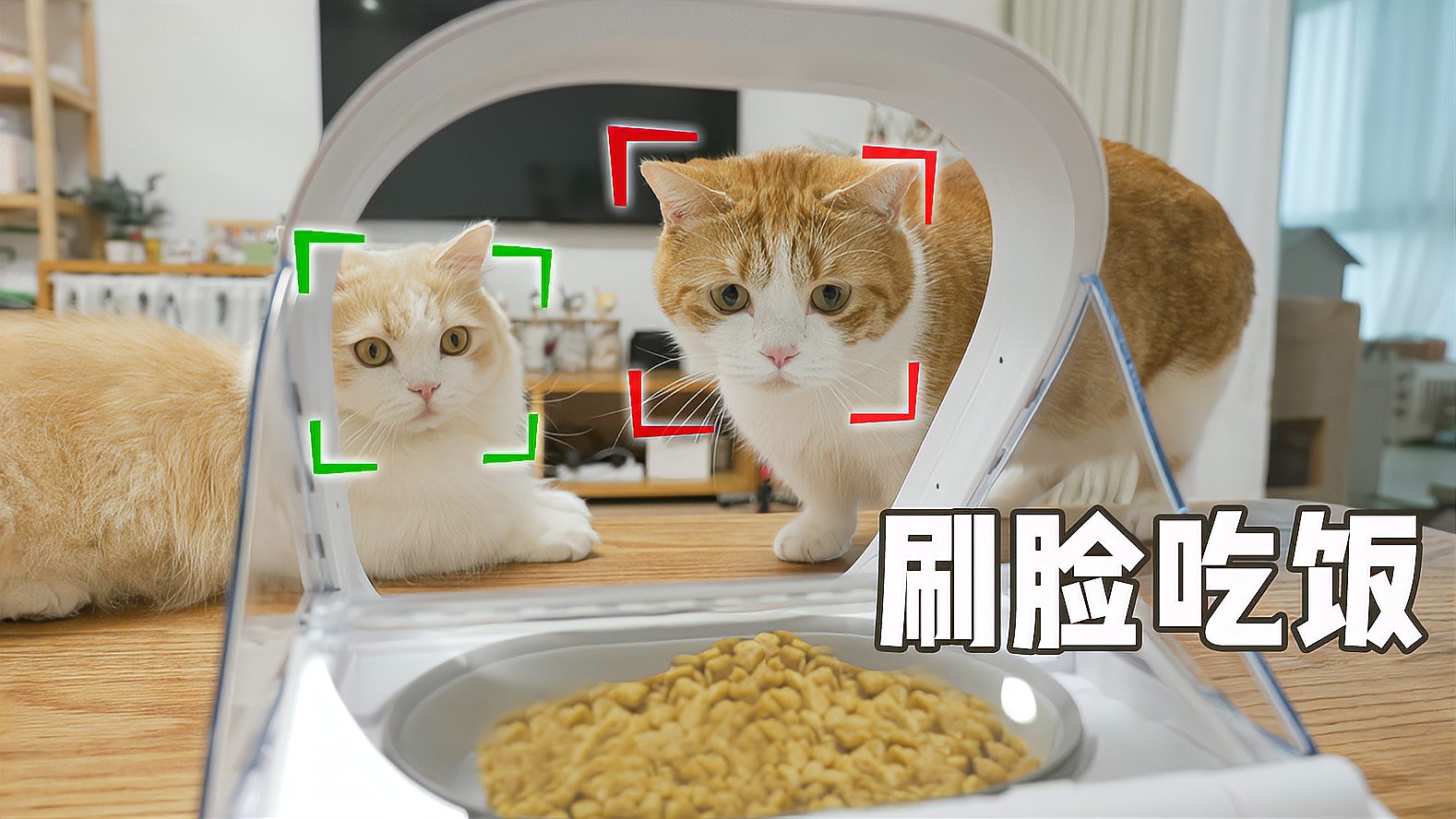 [图]主人买猫脸识别喂食器，防止猫咪抢食，这效果也太好了！