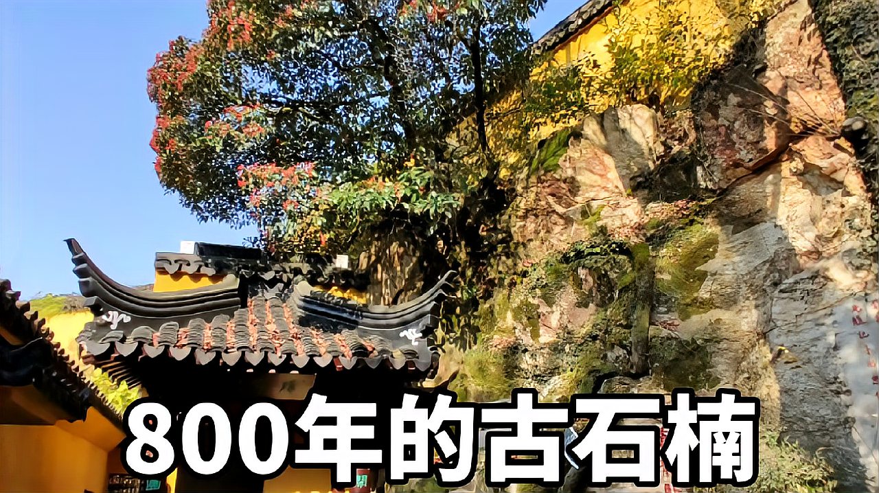 [图]苏州一棵800年古石楠树，扎根在石壁岩缝中，树身像一条苍龙卧伏