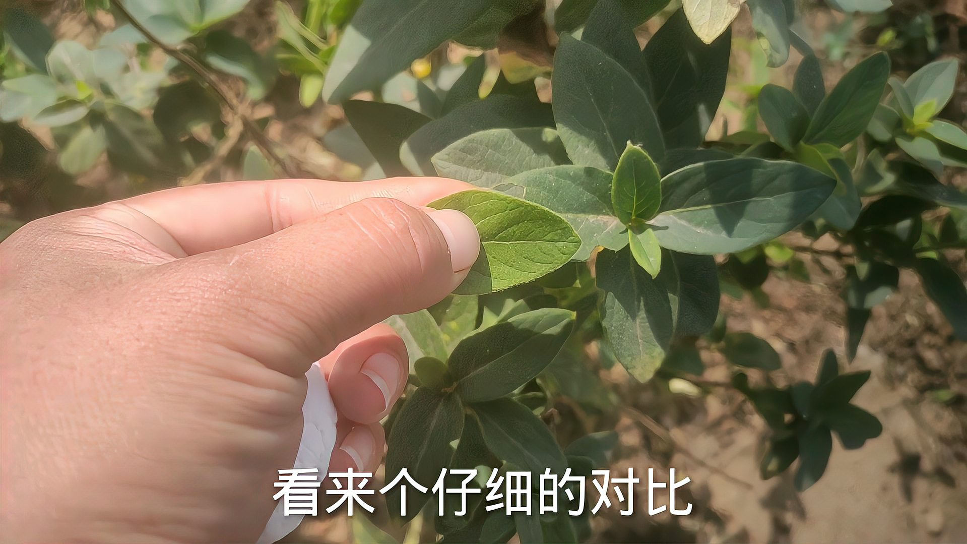 [图]四季花和北花一号的区别,记住这一点,新手也能看明白!