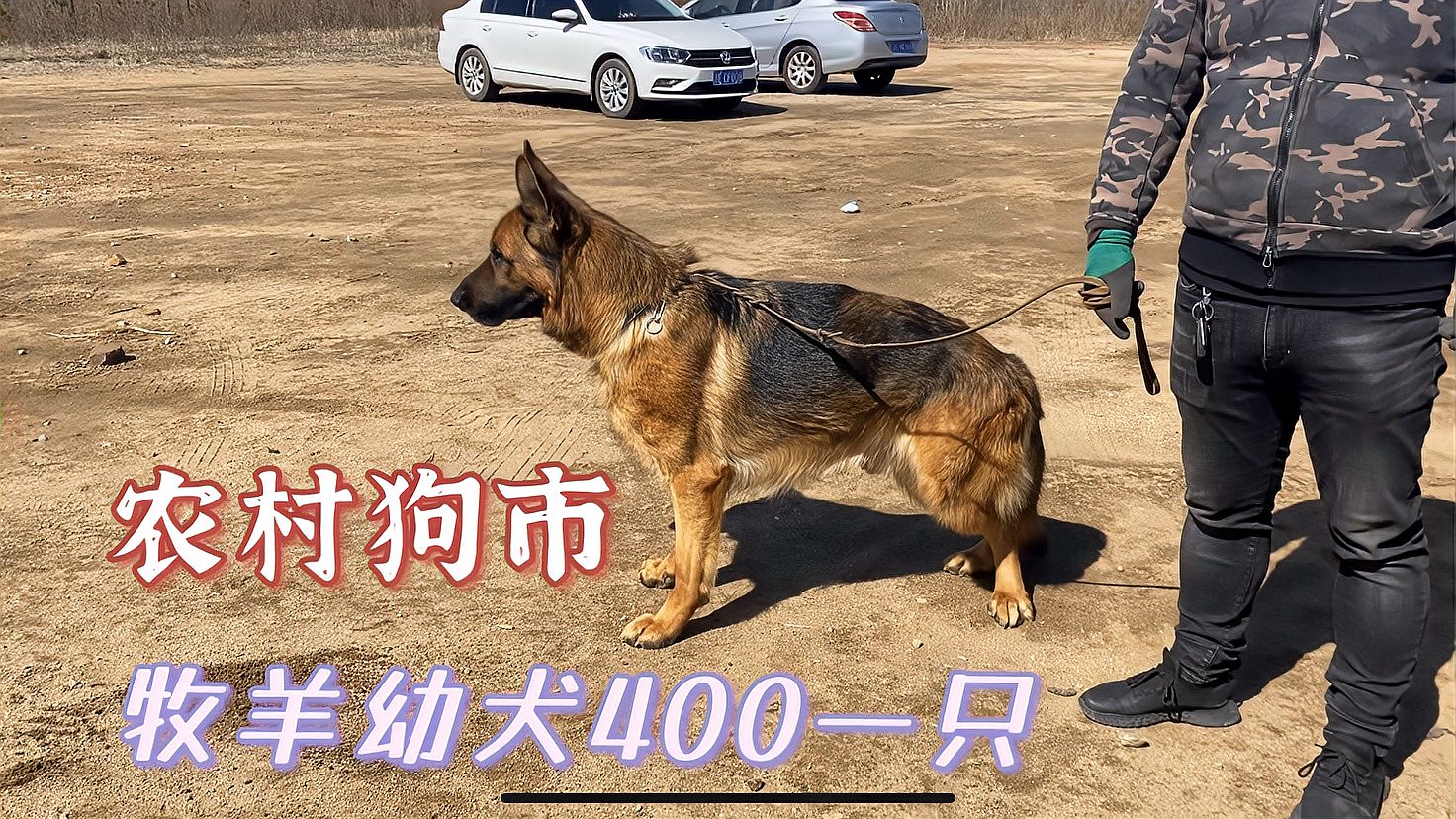 [图]农村落魄老板到狗市卖狗，一窝纯种牧羊犬400一只，一天卖完了