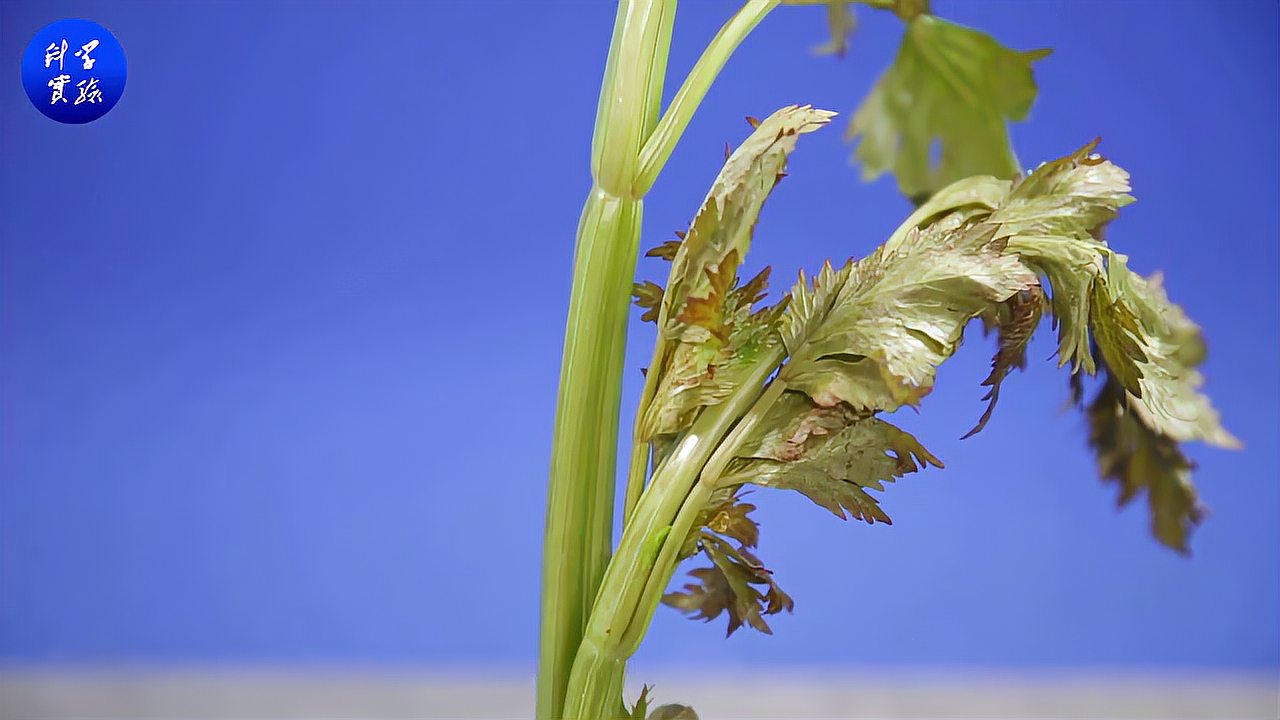 [图]科学实验丨三下 2.2探究茎的吸水作用