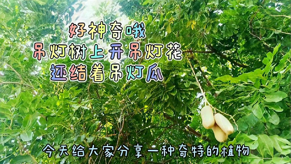 [图]好神奇哦,奇特植物开着吊灯花,结着吊瓜果,干脆叫它吊瓜树好了