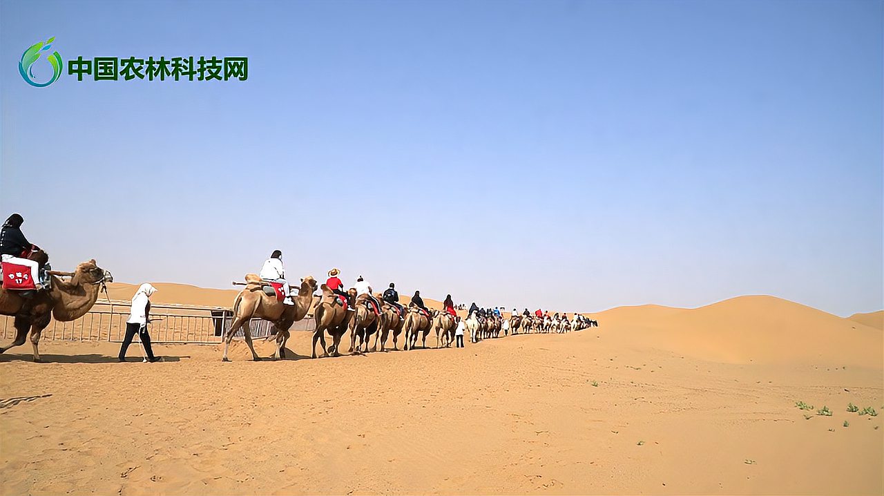 [图]宁夏中卫沙坡头,听腾格里沙漠驼铃声