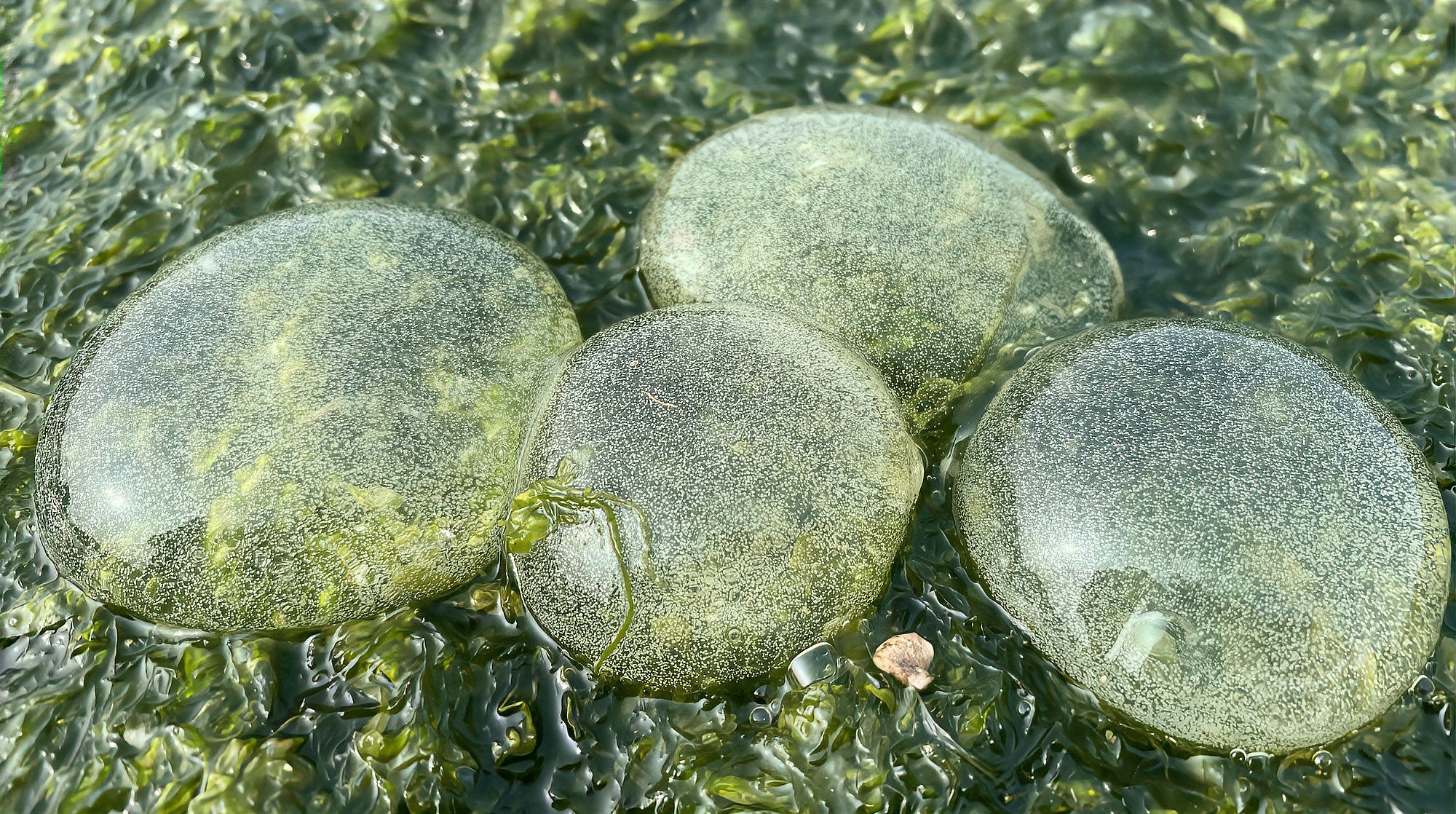 [图]大海退潮后，大庆赶海遇到透明的泥螺宝宝，还有会变形的大海葵