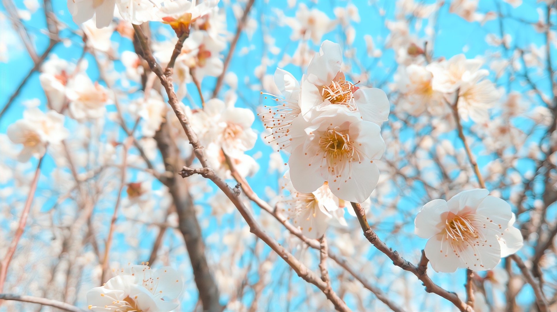 [图]乡愁淡淡入卿怀山高路远情难尽今年春节前的梅花开得特别的漂亮