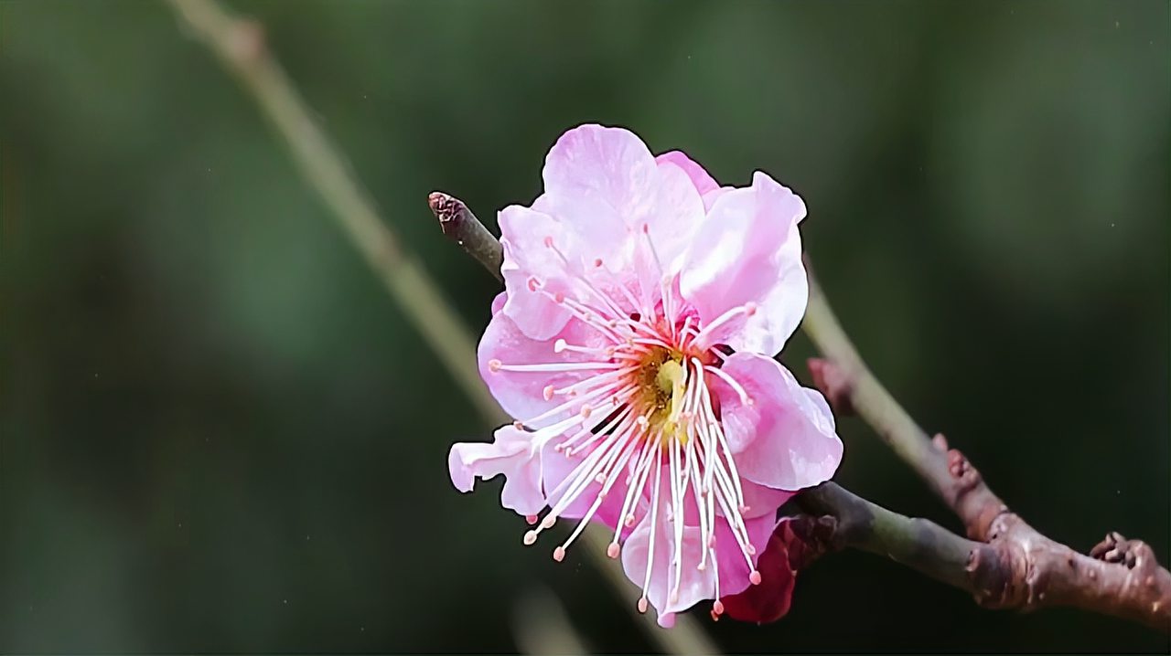 [图]李清照诗词赏析—满庭芳