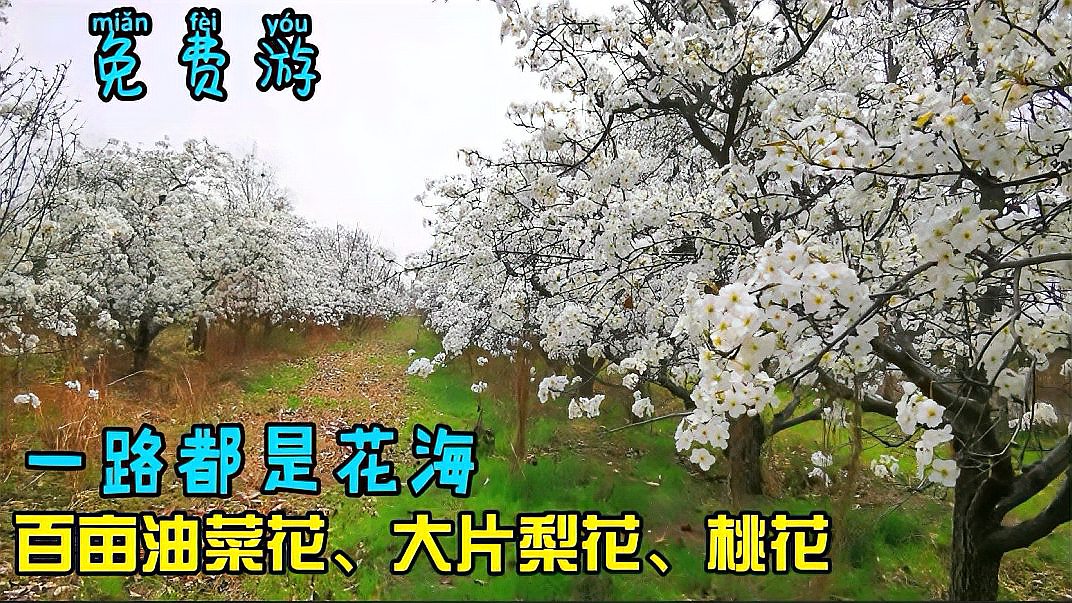 [图]郑州黄河边一路花海,百亩油菜花,大片梨花、桃花,美的辣眼睛