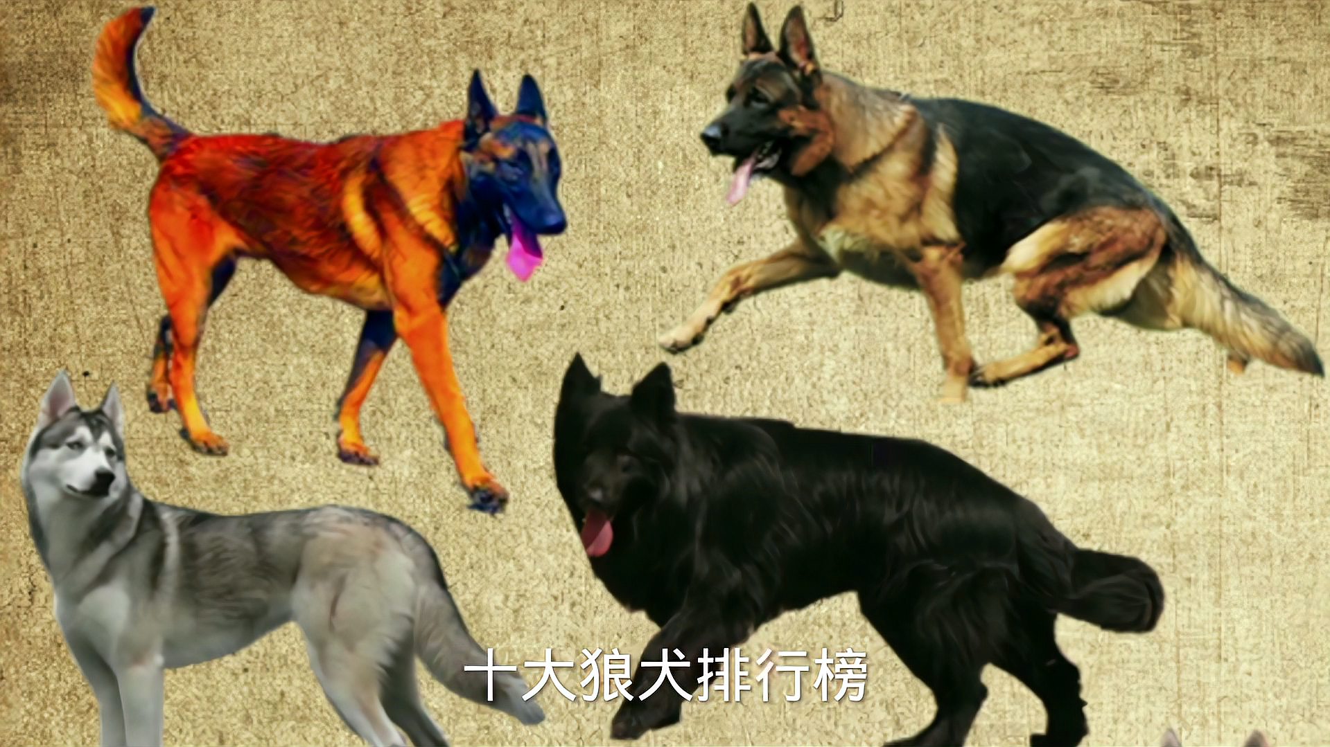 [图]世界十大狼犬排行榜,中国国产犬占据一半!