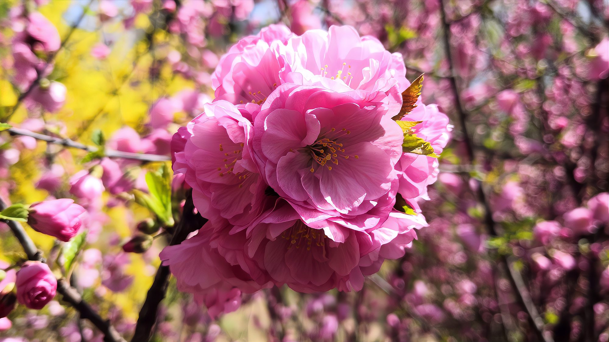 [图]辽宁沈阳赏花拍照好去处,桃花樱花梨花竞相开放,美的不得了