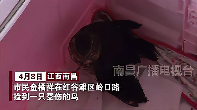 [图]树上掉一只断翅鸟 救起发现竟是三有保护动物