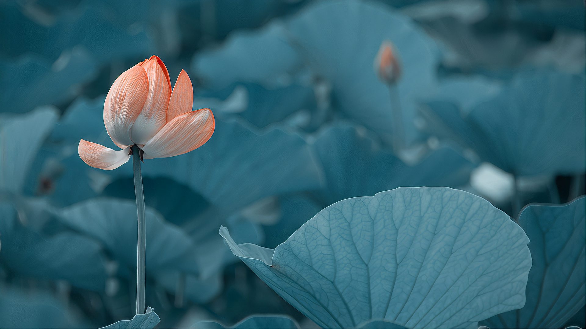 [图]花朵绽放的瞬间，太惊艳了！万物皆有自己的高光时刻！