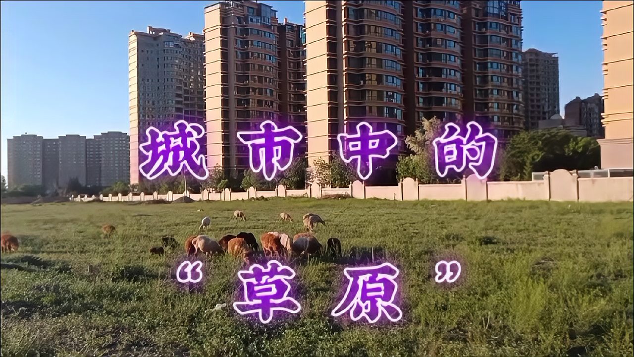 [图]城市中的绿茵草地一般是用来休闲观赏用的,这里却是“城市草原”