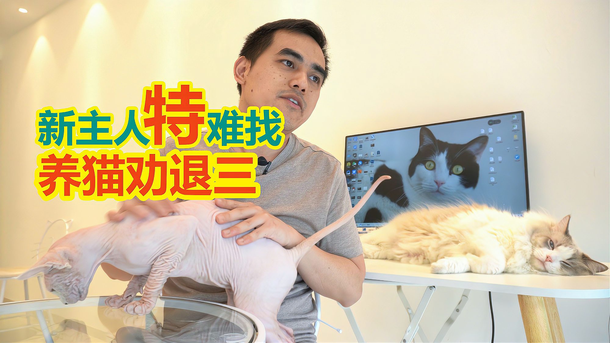 [图]一开始你就错了 给猫找新主人哪有那么容易 甜叔养猫劝退第3关