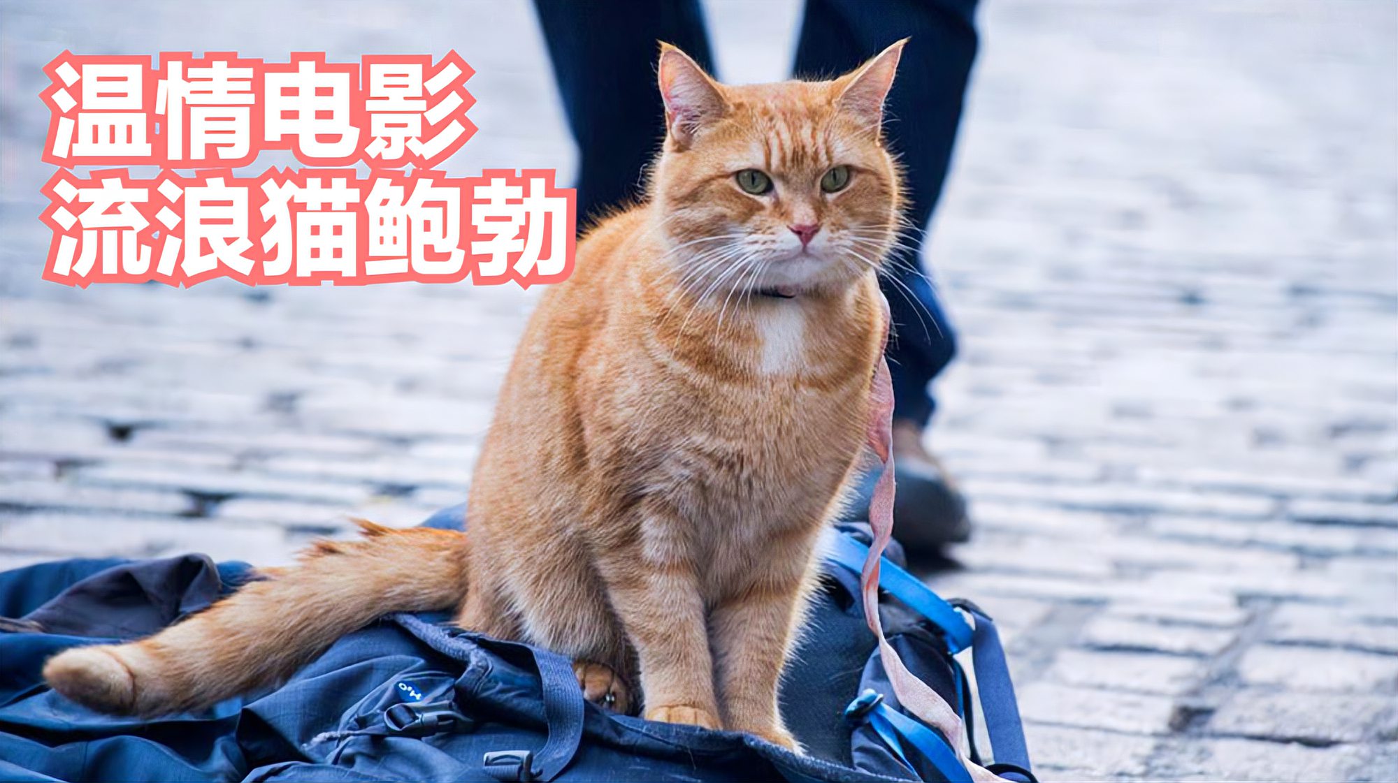 [图]一个人被一只可爱的流浪猫改变了一生的温情故事|流浪猫鲍勃