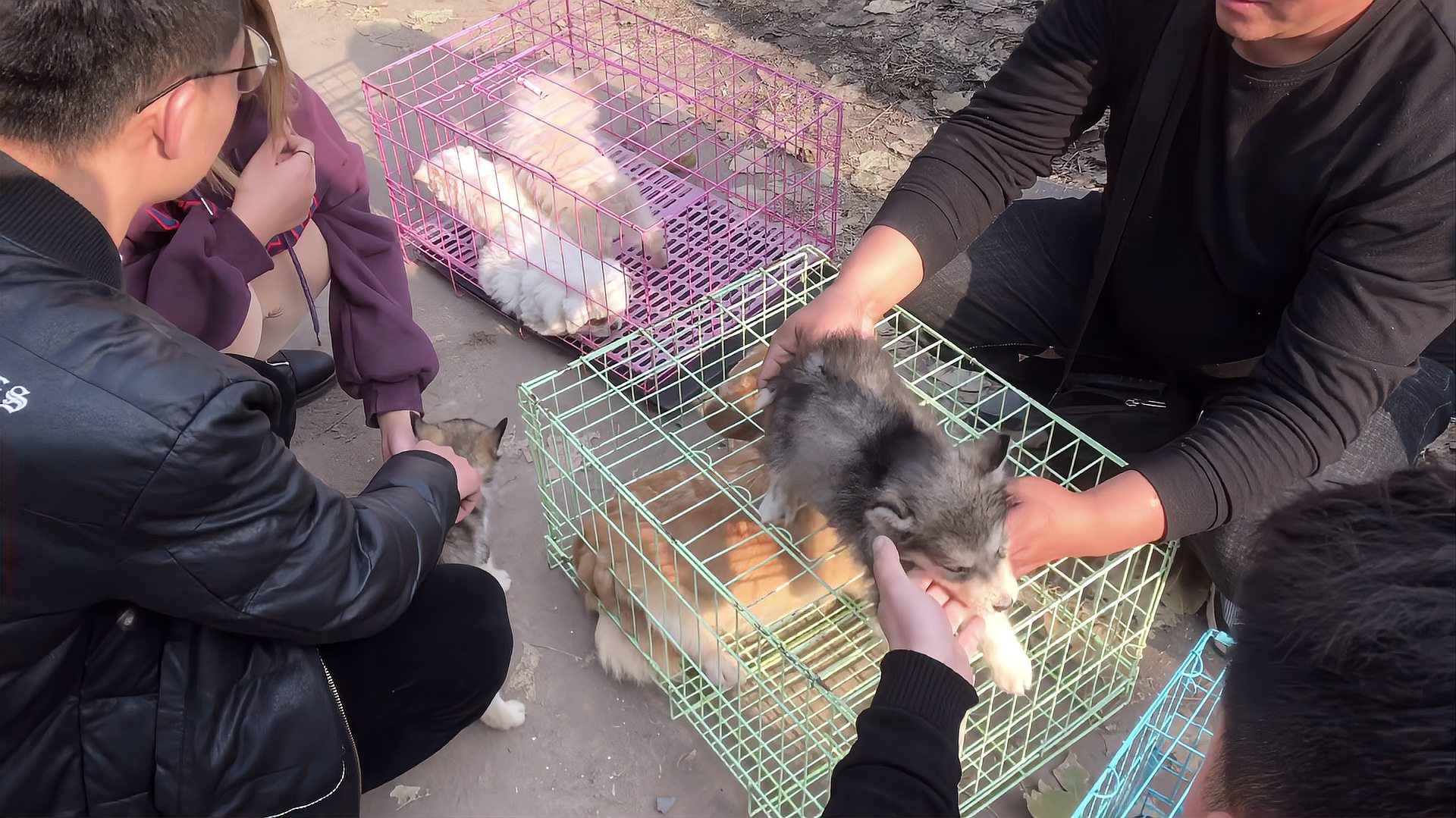 [图]实拍狗市:揭秘狗贩,套路卖狗全过程,每次都能成功,你看懂了吗