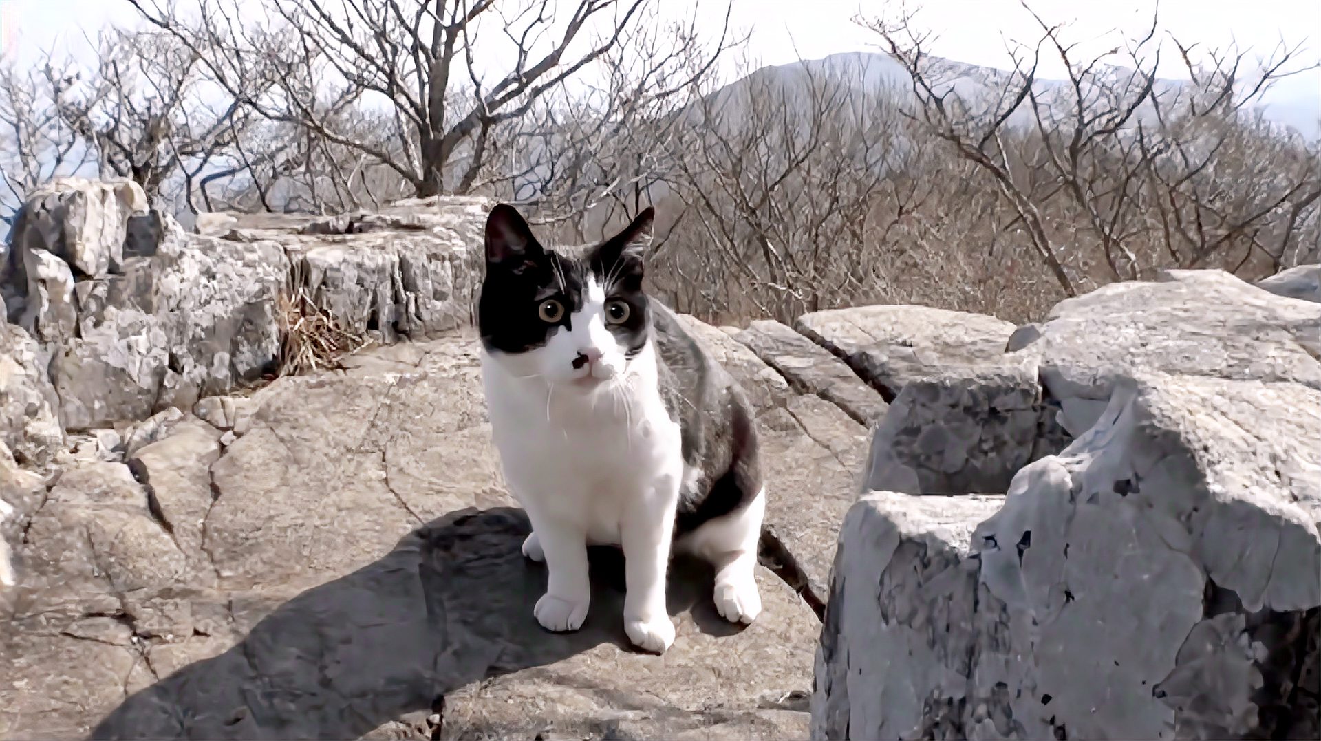 [图]大山里的喵星人,吃喝不愁满山跑,活成了其他猫羡慕的样子!