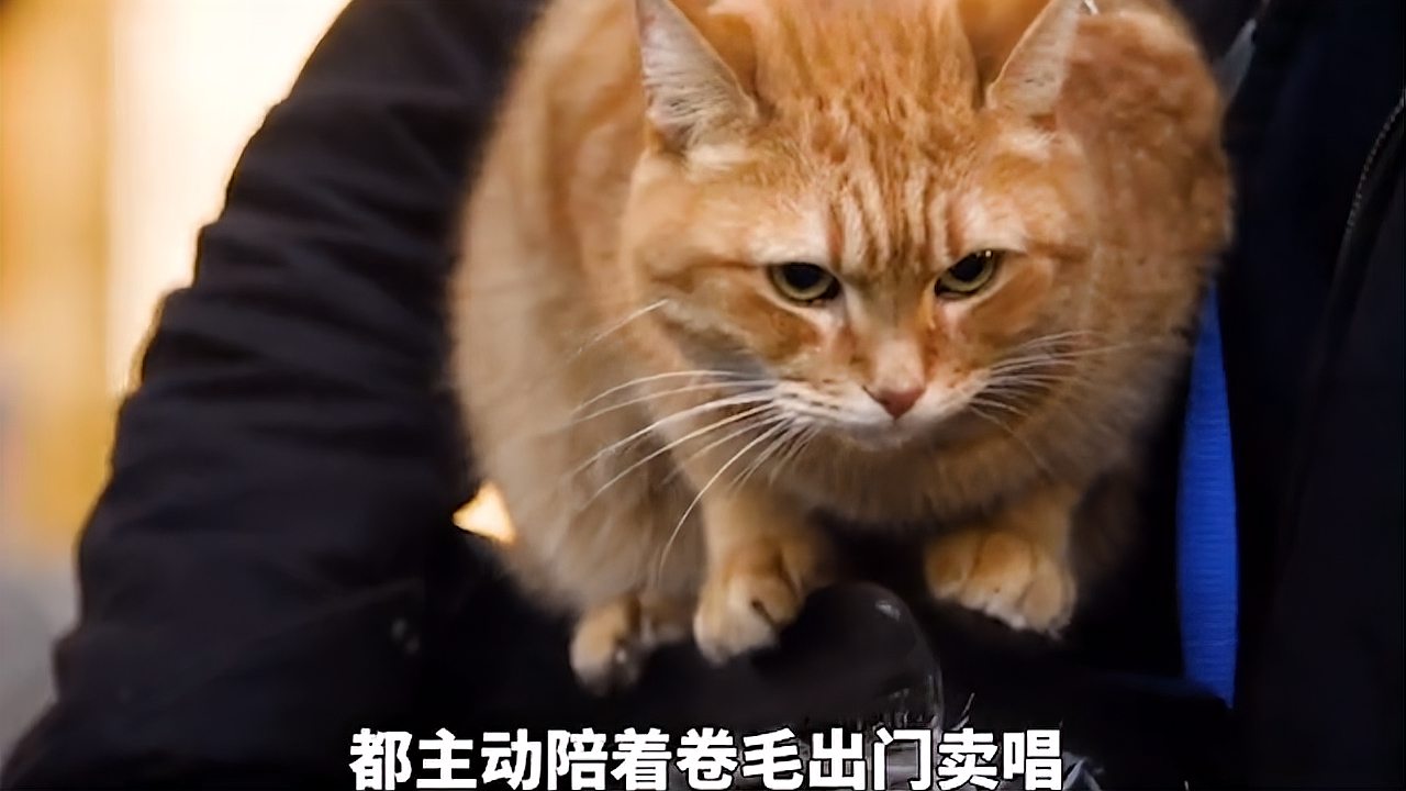 [图]一只流浪猫安详的走了,可它的故事却感动了所有人(上)