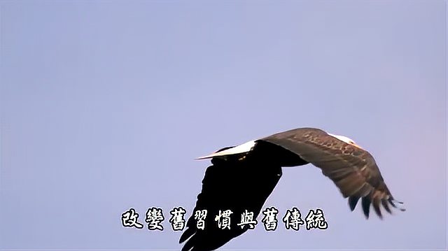 [图]用一首老鹰之歌鼓励自己,安静地摸爬滚打,承受风雨!