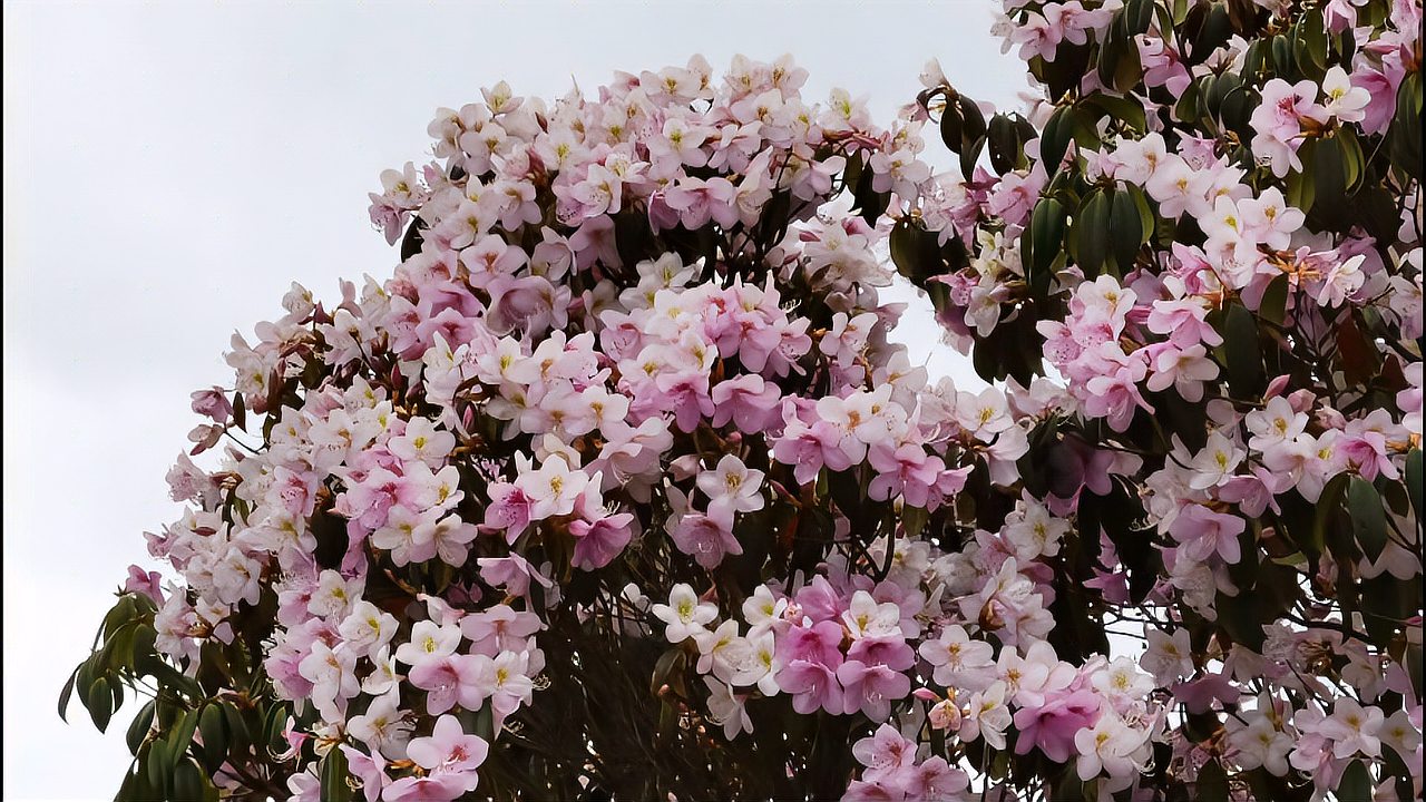 [图]这些在山林间错落生长的美丽花朵叫鹿角杜鹃